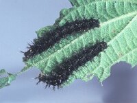 Araschnia levana, European Map