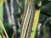 Arethusana arethusa, False Grayling