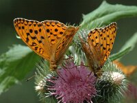 Argynnis adippe, High Brown Fritillary