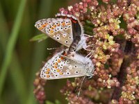 Aricia agestis, Brown Argus