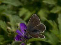 Aricia eumedon, Geranium Argus