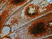 Boloria dia 26, Akkerparelmoervlinder, Saxifraga-Ab H Baas