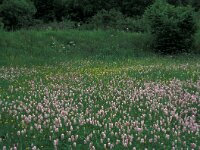 Boloria eunomia, Bog Fritillary