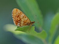 Boloria thore, Thors Fritillary
