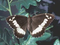 Brintesia circe, Great Banded Grayling