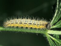 Carcharodus lavatherae, Tufted Marbled Skipper