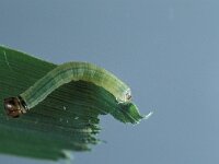 Carterocephalus palaemon, Chequered Skipper