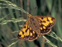 Carterocephalus silvicola, Northern Chequered Skipper