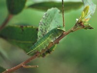 Charaxes jasius, Two-Tailed Pasha