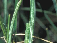 Coenonympha glycerion, Chestnut Heath