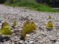 Colias hyale, Pale Clouded Yellow