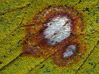 Colias myrmidone 7, Bremvlinder, Saxifraga-Ab H Baas