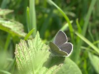 Cupido minimus, Small Blue