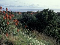 Danaus plexippus, Monarch