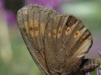 Erebia alberganus, Almond-eyed Ringlet