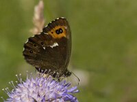 Erebia ligea, Arran Brown