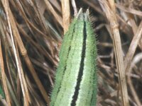 Erebia medusa, Woodland Ringlet