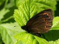 Erebia medusa 4, Voorjaarserebia, Vlinderstichting-Chris van Swaay  5.14 09:35