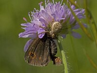 Erebia oeme, Bright Eyed Ringlet