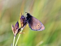 Erebia orientalis, Bulgarian Ringlet