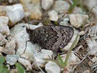 Erebia pronoe 1, Watererebia, Vlinderstichting-Albert Vliegenthart