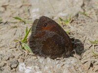 Erebia rondoui, Pyrenees Brassy Ringlet