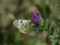 Euchloe belemia, Green-Striped White