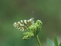 Euchloe simplonia, Mountain Dappled White