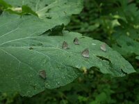 Favonius quercus, Purple Hairstreak