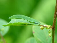 Gonepteryx rhamni, Brimstone