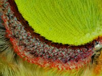 Gonepteryx rhamni 68, Citroenvlinder, Saxifraga-Ab H Baas