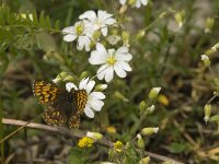 Hamearis lucina, Duke of Burgundy Fritillary