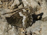 Hipparchia fagi 11, Grote boswachter, Saxifraga-Jan van der Straaten