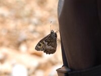 Hipparchia senthes, Southern Grayling