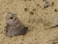 Hipparchia statilinus 17, Kleine heivlinder, male, Saxifraga-Kars Velin