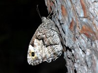 Hipparchia syriaca, Eastern Rock Grayling