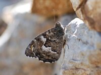 Hipparchia volgensis, Delattins Rock Grayling