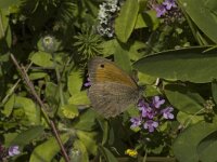 Hyponephele lupinus, Oriental Meadow Brown