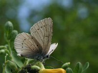 Iolana iolas, Iolas Blue