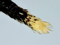 Iphiclides podalirius 87, Koningspage, Saxifraga-Ab H. Baas