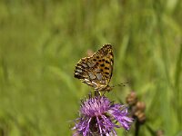 Issoria lathonia, Queen of Spain Fritillary