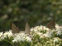 Laeosopis roboris, Spanish Purple Hairstreak