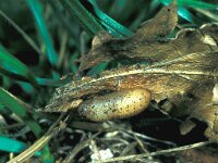 Lampides boeticus, Long-tailed Blue