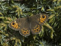 Lasiommata maera 15, Rotsvlinder, Saxifraga-Jan van der Straaten