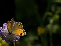 Lasiommata maera 23, Rotsvlinder, Saxifraga-Jan van der Straaten