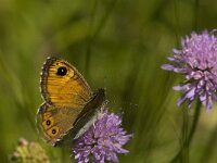 Lasiommata maera 24, Rotsvlinder, Saxifraga-Jan van der Straaten