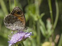 Lasiommata maera 38, Rotsvlinder, Saxifraga-Marijke Verhagen