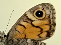 Lasiommata megera 37, Argusvlinder, Saxifraga-Ab H. Baas