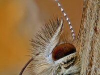 Lasiommata megera 41, Argusvlinder, Saxifraga-Ab H. Baas