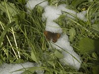 Lasiommata petropolitana, Northern Wall Brown